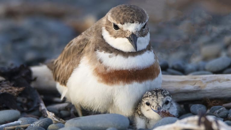 A banded dotterel mother and chick.