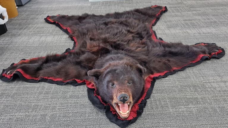 A bear rug seized by the Department of Conservation.