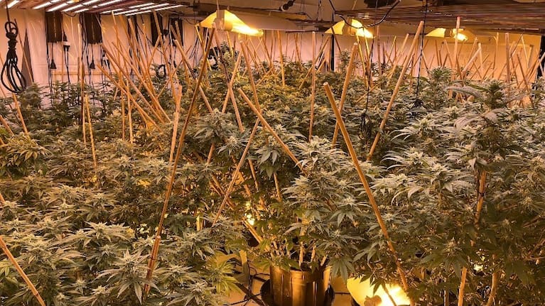 A cannabis cultivation and growing set-up discovered in Auckland by a Customs investigation.