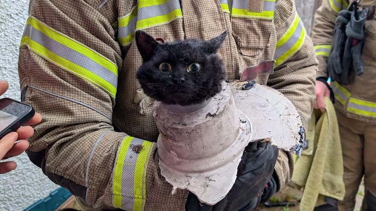 A cat had to be rescued by fire crews after becoming stuck in a drainpipe in England yesterday.