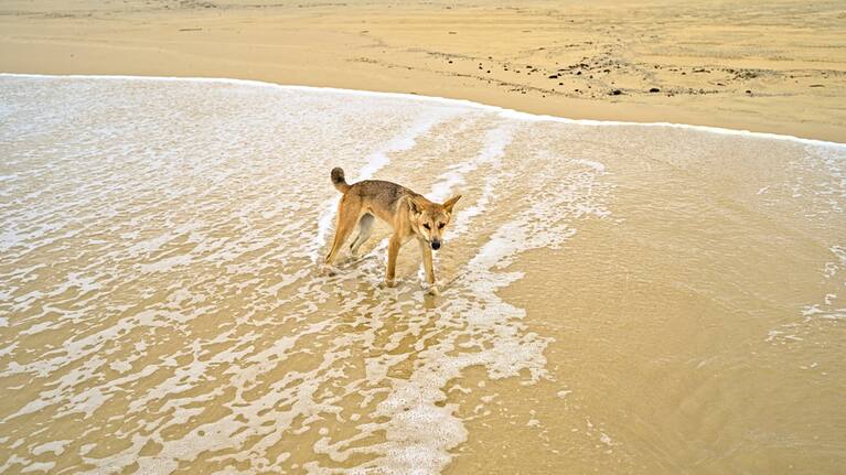 A dingo on a Fraser Island beach.