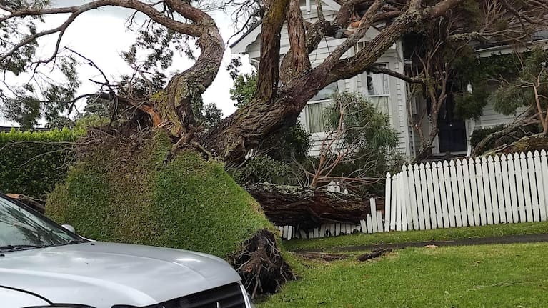 A fallen tree on Tui Glen Rd in Auckland's Birkenhead.