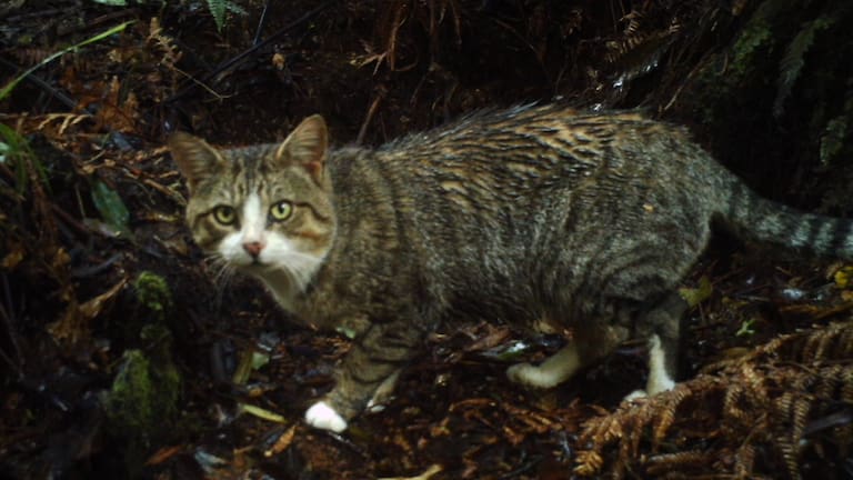 A feral cat in the Department of Conservation's Pureora Forest, situated between the Hauhungaroa and Rangitoto ranges.