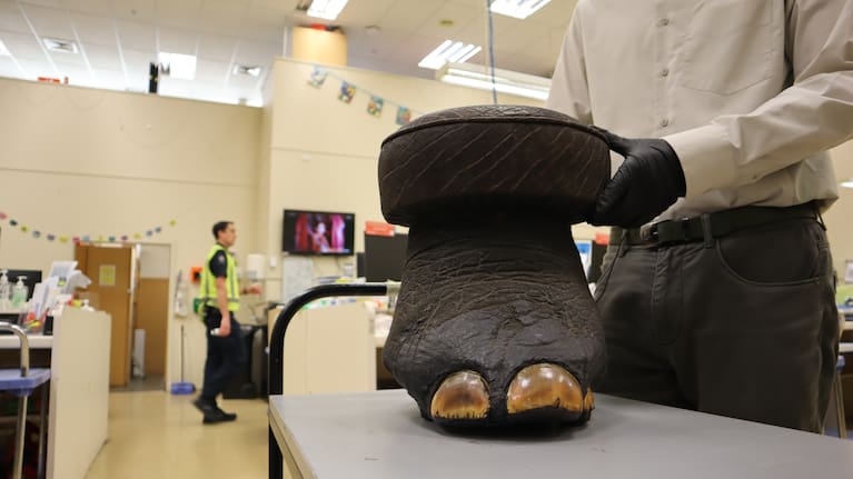 A footstool made from an elephant's foot.