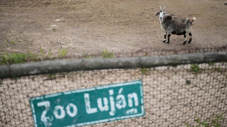 A goat looks out from behind a fence at the former Lujan Zoo.