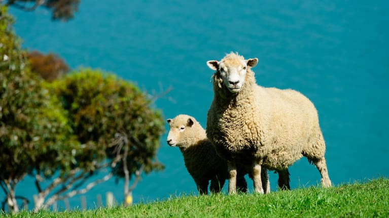 A group of sheep on a green field with blue water in the background.