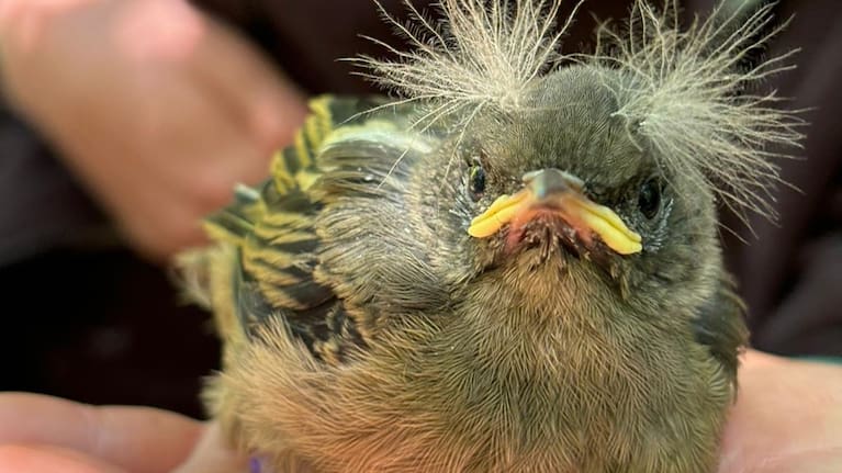 A hihi chick.
