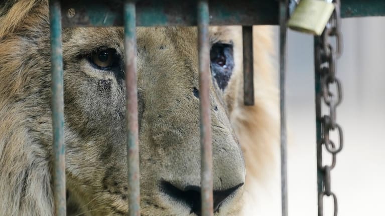 A lion peers out of a cage at the former Lujan Zoo.