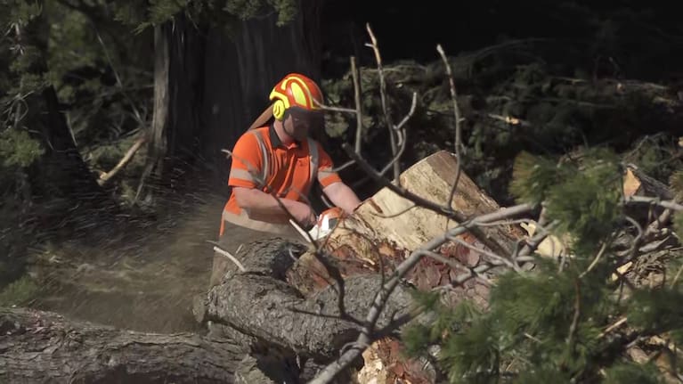 A man works to clear fallen trees at Tweed Reserve, Invercargill