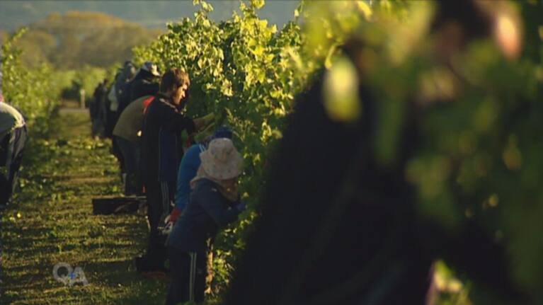 A Marlborough vineyard. (File photo)
