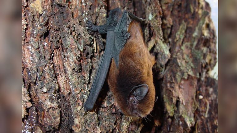 A New Zealand long-tailed bat.