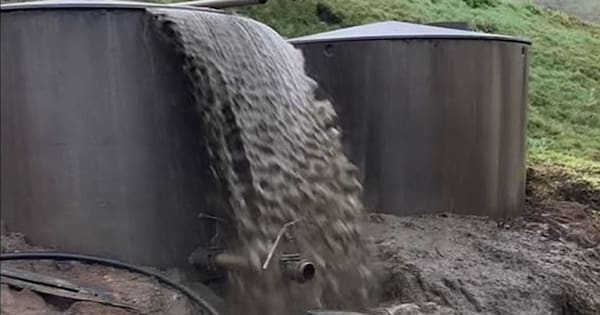 Pig farm hit with $430k fine for ‘appalling’ effluent pollution