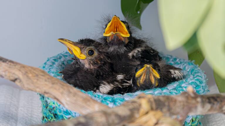 A West Auckland bird hospital was broken into earlier this week.