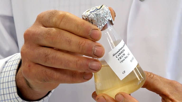 The Cawthron Institute based in Nelson is helping to produce the first algae-based anaesthetic.