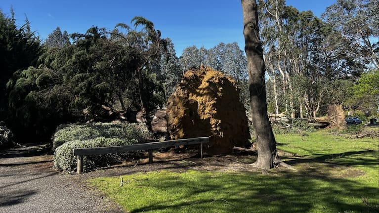 An upturned tree in Invercargill.
