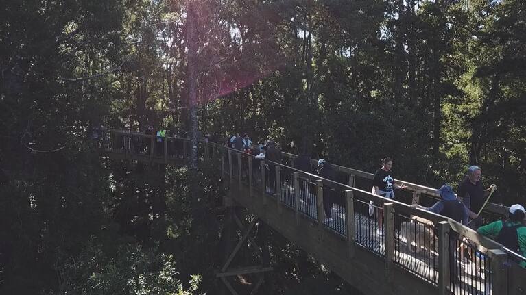The Kauri Glen walkway on Auckland's north shore.
