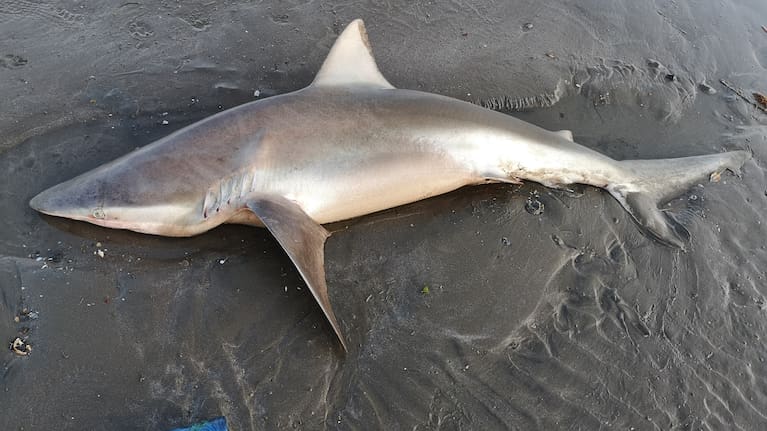 Bronze whaler shark washed up at Narrowneck Beach in Auckland.