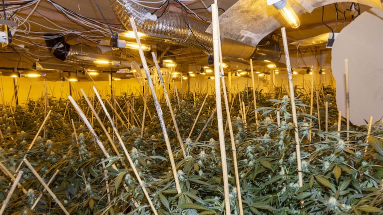 Cannabis plants being grown inside a property in Hawke's Bay.