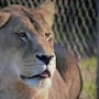 Cleo, one of the remaining lions at Kamo Wildlife Sanctuary.