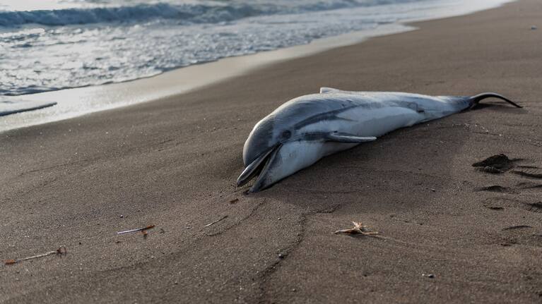 Stock image of a dolphin washed up on a beach.
