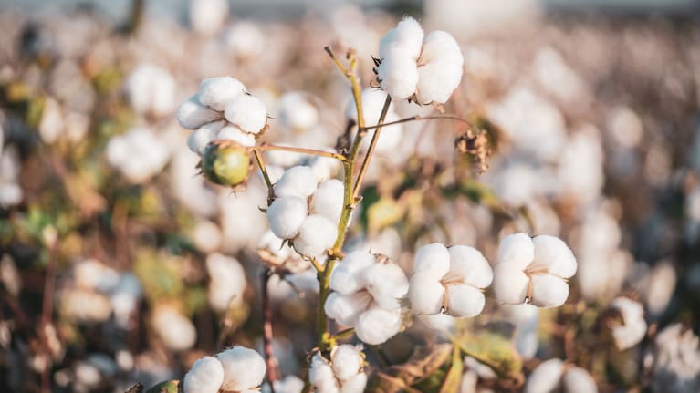 Cotton, as it begins, on a plant.