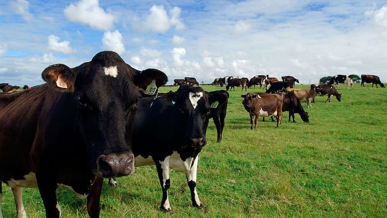 Cows on a farm near Waiuku.
