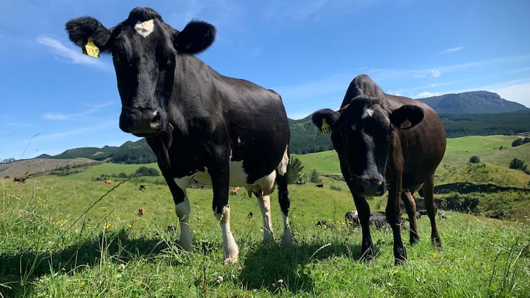 New Zealand's most lucrative product is various forms of dairy.