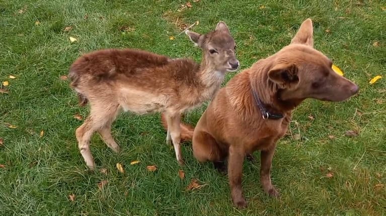 Delilah, an orphaned fawn, and Prim the kelpie.