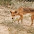 Prowling dingo.