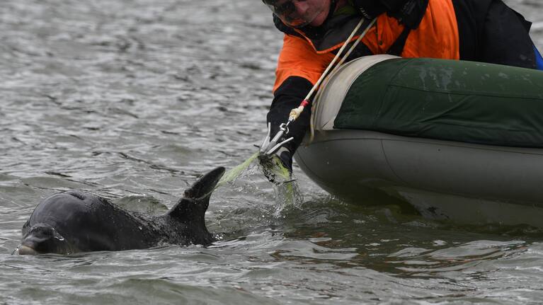 DOC's disentanglement team were able to get a working line with grapnel and floats on the animal.