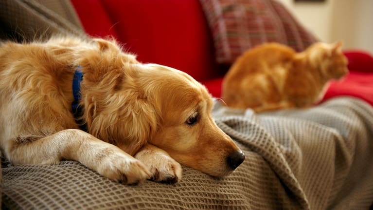 Pets are not a given in a rental situation