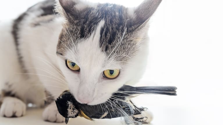 Domestic cats alone kill more than a million native birds in New Zealand each year.