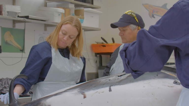 Dr Karen Stockin (left) and Ramari Stewart (right) study the hourglass dolphin.