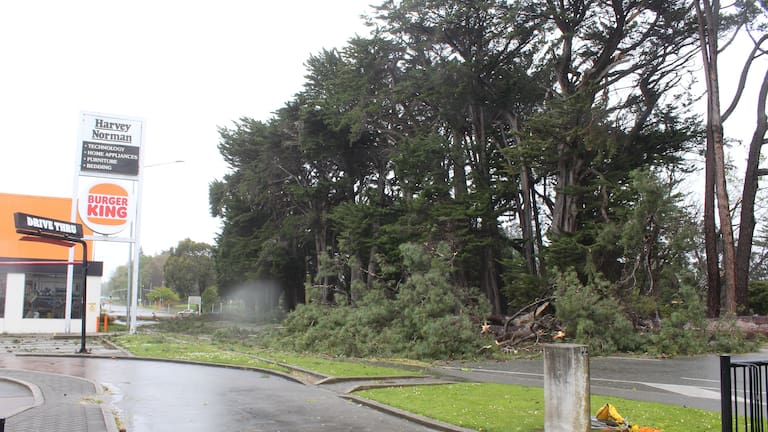 Extreme weather on October 23 toppled large trees on Elles Rd, Invercargill.
