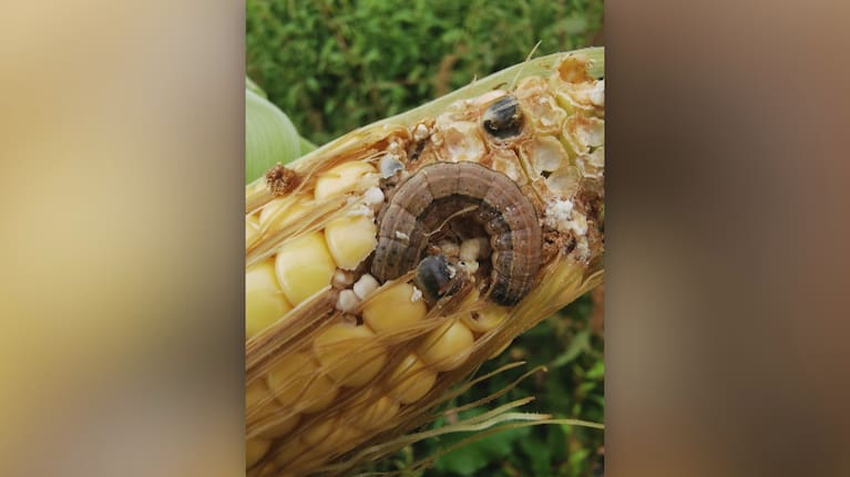 A fall armyworm in a cob of corn.