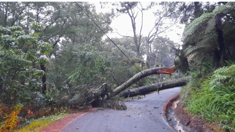 Fallen trees blocking a road in Rānui, west Auckland.