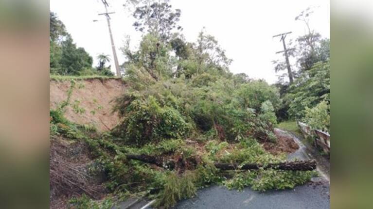 Fallen trees in Laingholm.