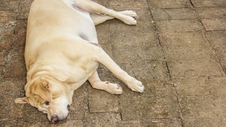 Scientists have found some Labradors are fat due to a genetic mutation that makes them constantly hungry while burning fewer calories.