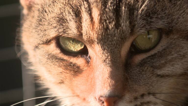 Feral cats are ravaging native wildlife in remote parts of Aotearoa.