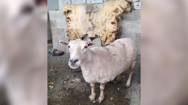 Fiona after having her overgrown fleece shorn off.
