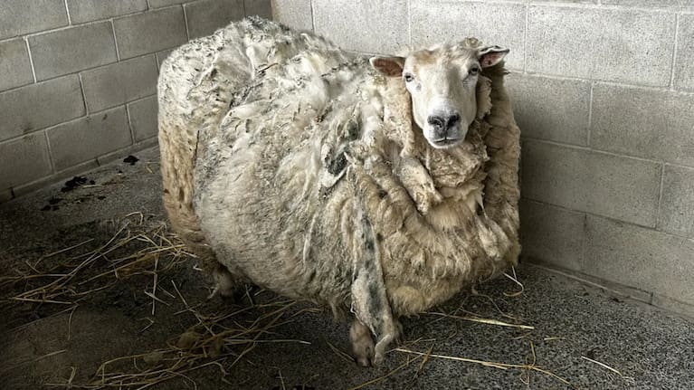 Fiona was found at a rural lifestyle block in Auckland.