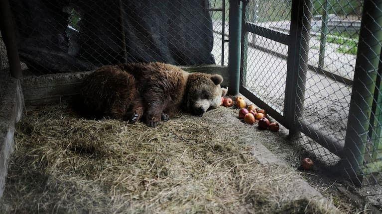 Florencia, a brown bear, lies in her cage at the former Lujan Zoo in Argentina.