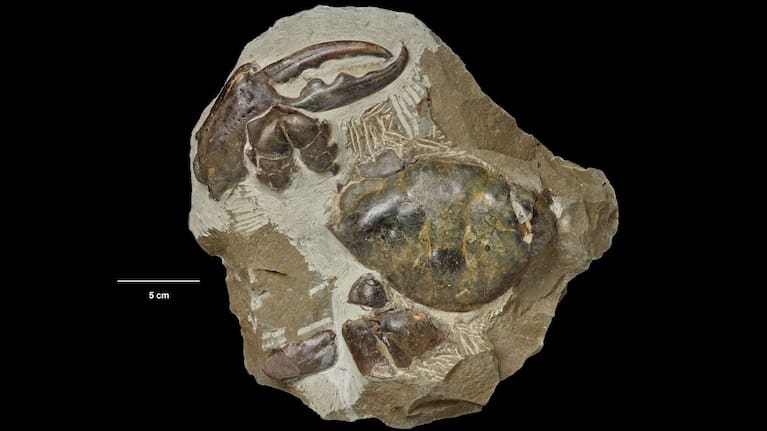 The new giant crab species is now named Pseudocarcinus karlraubenheimeri.