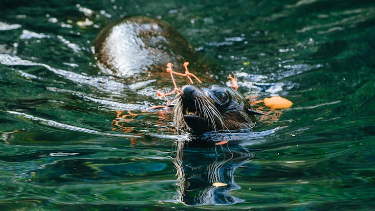 Fur seal Ōrua