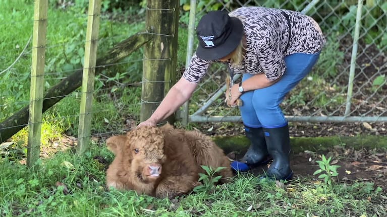 Gail Simons with Barnsy the Highland calf.