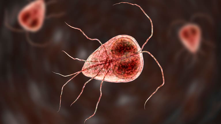 Giardia parasites (illustrated here) cause giardiasis.