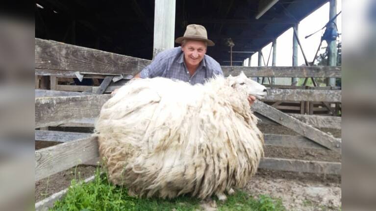 Gizzy Shrek the sheep.