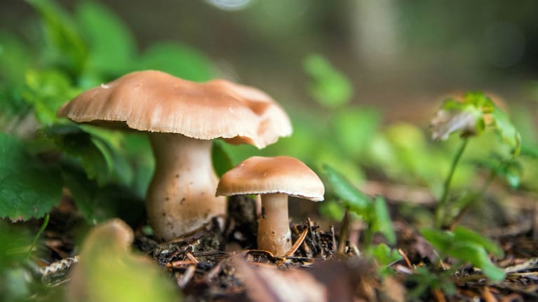Wild mushrooms.