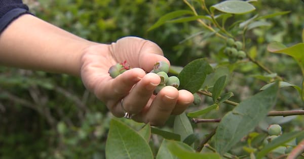 Farmers frustrated by ‘slow, laborious’ EPA product approval process