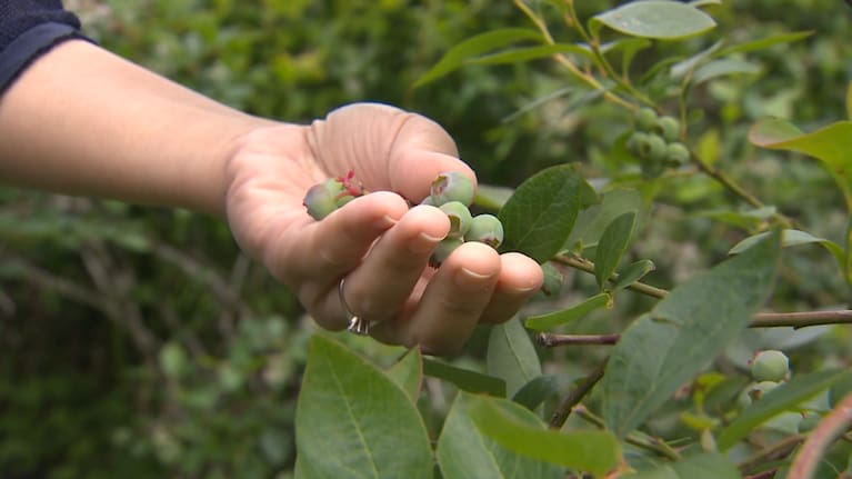 Growers across Auckland's Pukekohe said they were running out of options to keep crops healthy and pest-free.